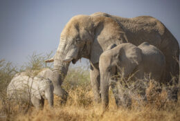 Namibia_August (38/135)